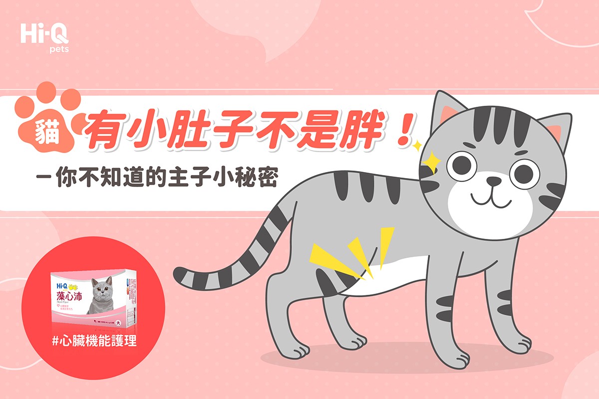 貓 有小肚子不是胖！